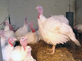 adult white turkeys
