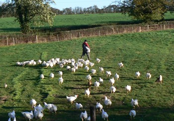 kirks feeding turkeys